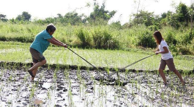 Marie helps in cleaning weeds in a rice farm in Hacienda Luisita. 